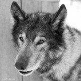 Kamchatka. Photo: K.Galat