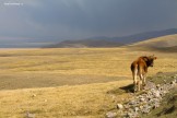 Kyrgizia. Son-Kol lake. Photo: K.Galat