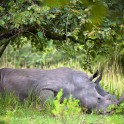 Uganda. Rhino reserve area. Photo: Konstantin Galat
