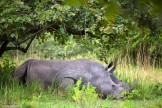 Uganda. Rhino reserve area. Photo: Konstantin Galat