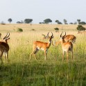 Uganda. "Murchison Falls" national park. Photo: Konstantin Galat