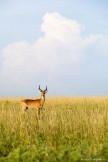 Uganda. "Murchison Falls" national park. Photo: Konstantin Galat