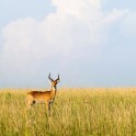 Uganda. "Murchison Falls" national park. Photo: Konstantin Galat