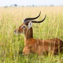 Uganda. "Murchison Falls" national park. Photo: Konstantin Galat