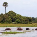 Uganda. White Nile. "Murchison Falls" national park. Photo: Konstantin Galat