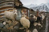 Elbrus region. Terskol village. Photo by Sergey Puzankov