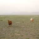 Казахстан. Национальный парк Алтын-Эмель. Фото: Денис Гусев