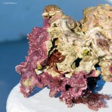 Северная Норвегия. Заполярный регион Nord Norge. Дары моря и глубинной рыбалки. Фото - Тамара Столбова